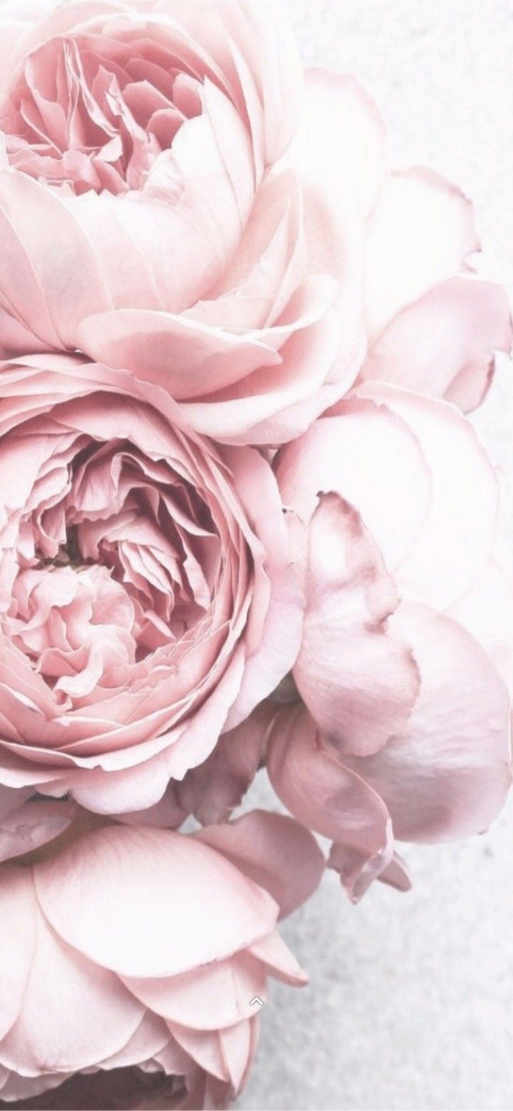 Flowers Are Cute. Accountability Is Hot